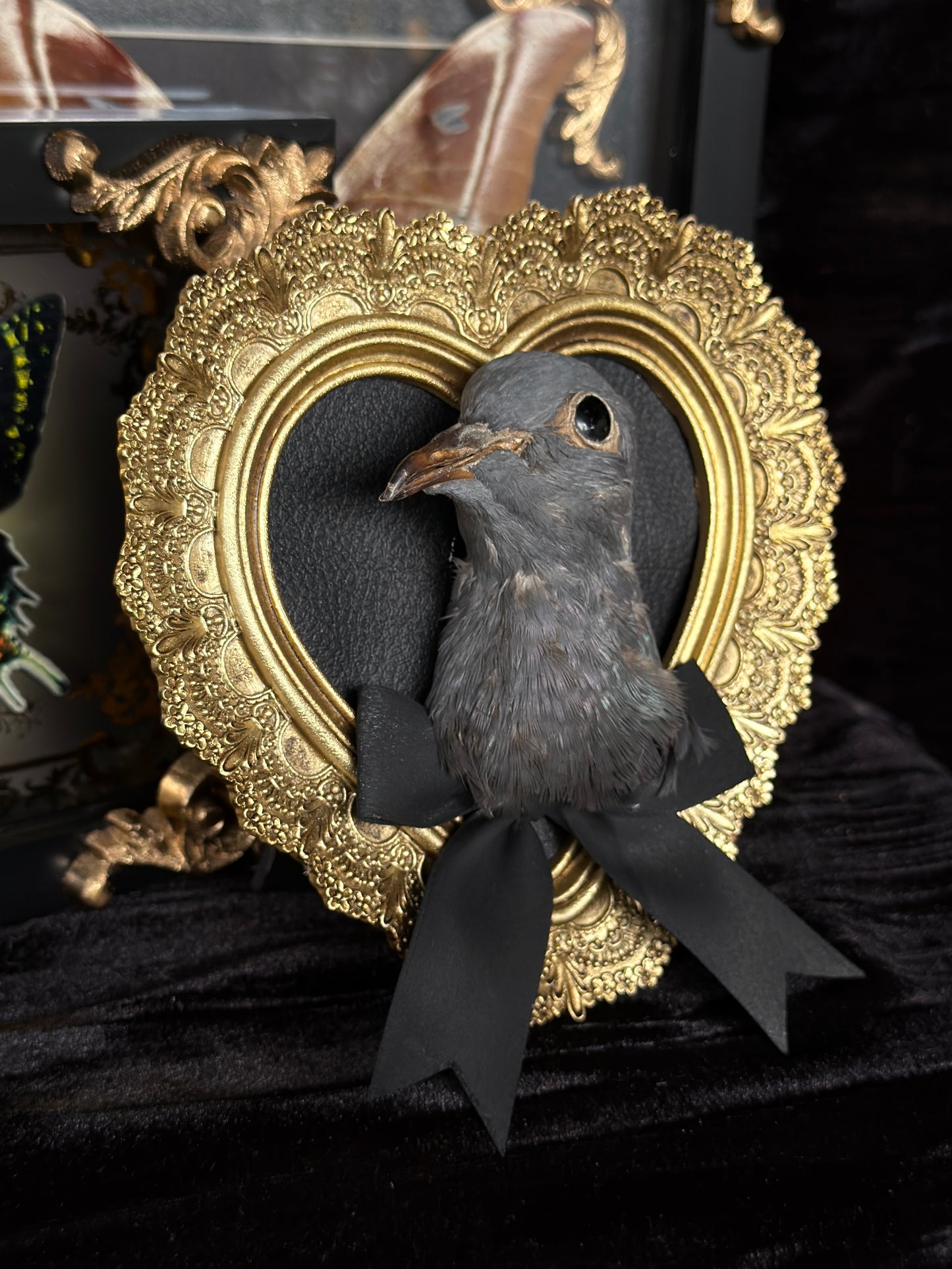 PIGEON HEAD - Mother of Hades Small Gold Heart Open Display Frame