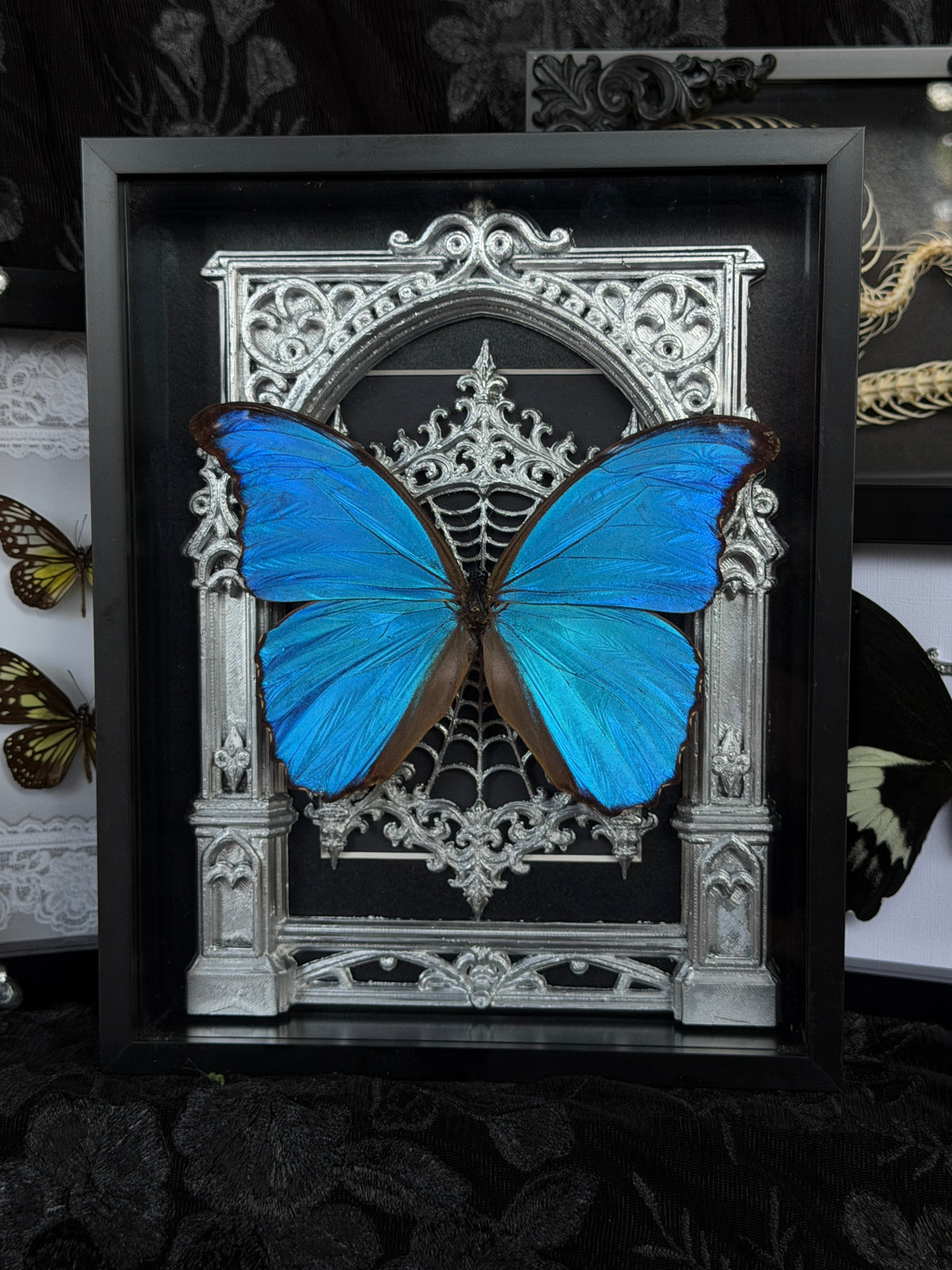 SILVER MORPHO MAUSOLEUM - Mother of Hades Butterfly Frame