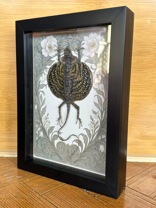 SPECIMEN FRAME - Draco Haematopogon Flying Lizard