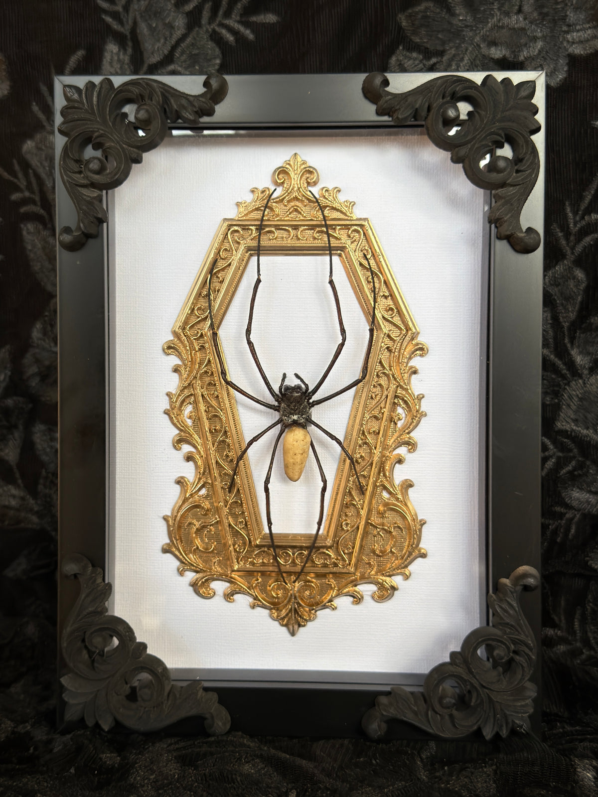 Gold Orb Weaver Spider Nephila vitiana Frames Specimen
