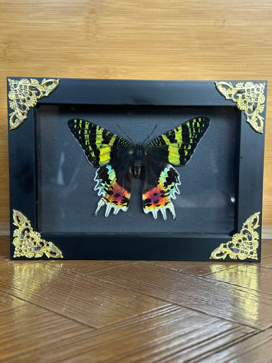 SPECIMEN FRAME - Madagascan Sunset Moth