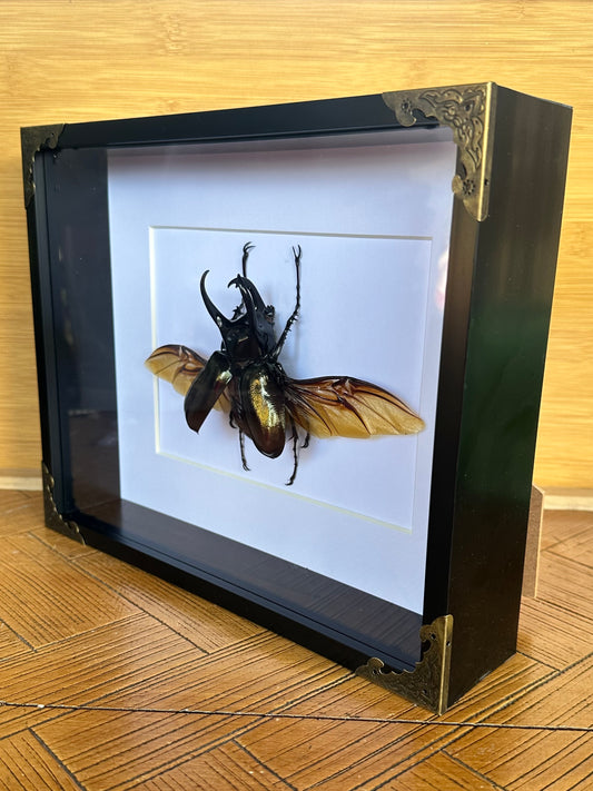 SPECIMEN FRAME - Chalcosoma Chiron Chiron beetle