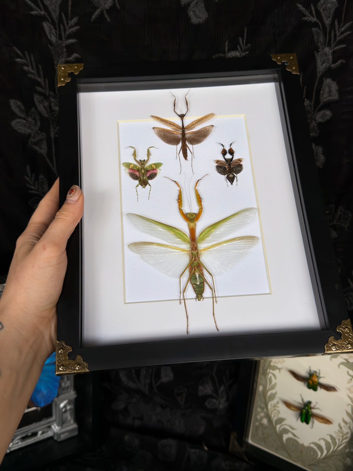 MANTIS QUAD - Praying Mantis Quad Specimen Frame