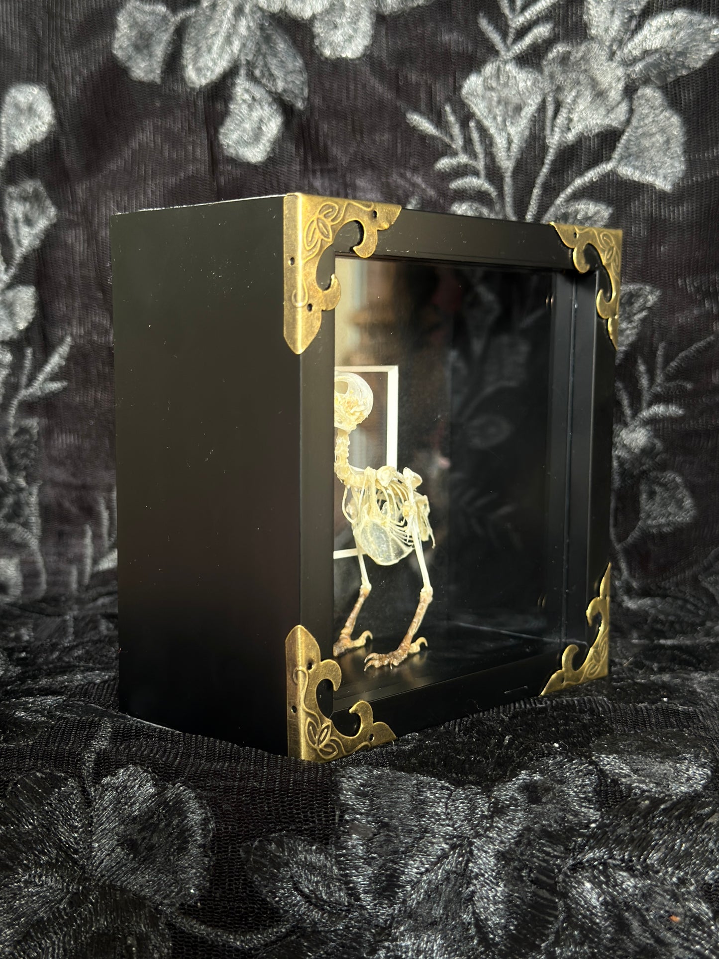 FINCH SKELETON SHADOW BOX