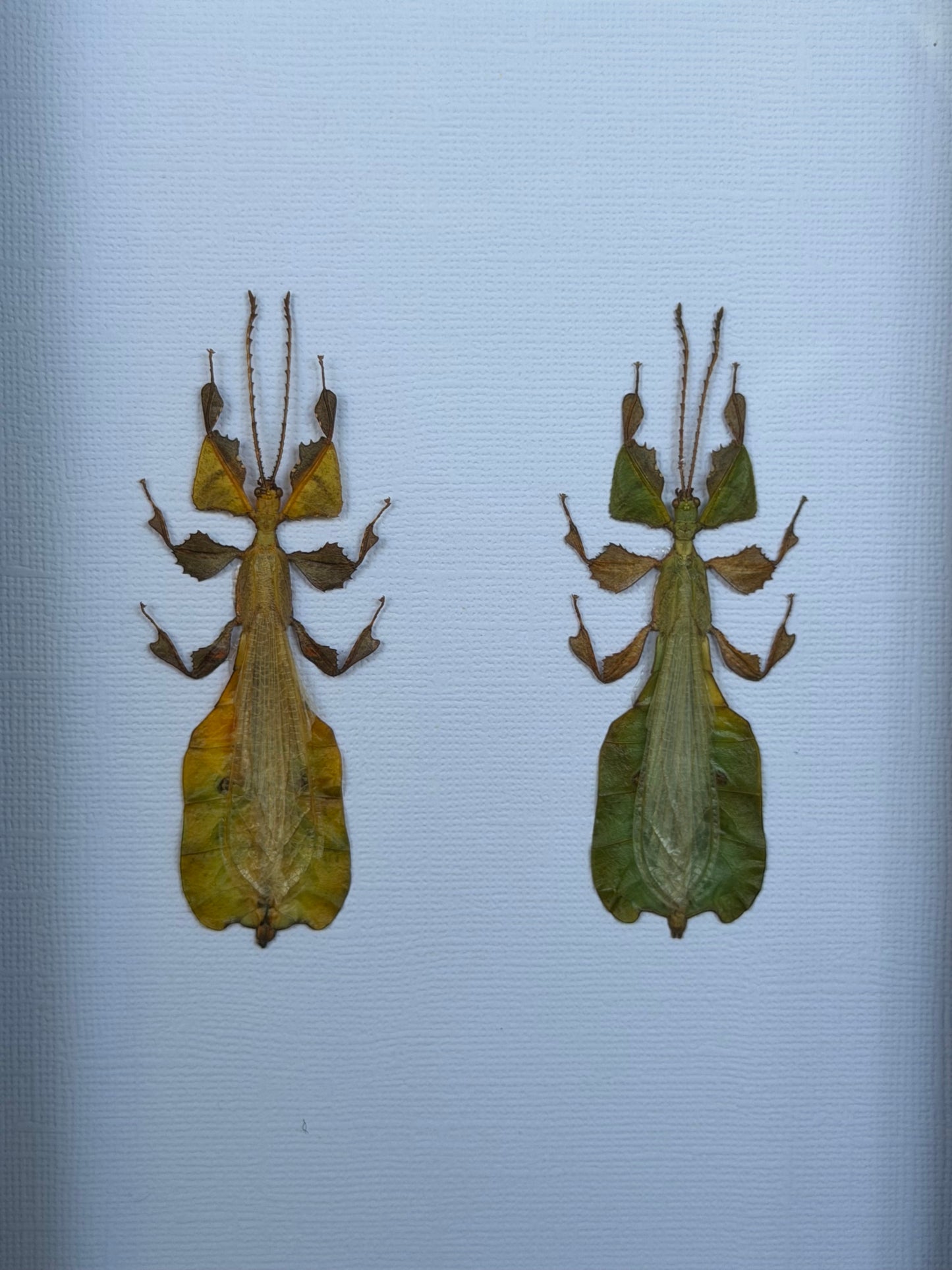 Leaf Bug DUO Pulchriphyllium Pulchrifolium Framed Specimen