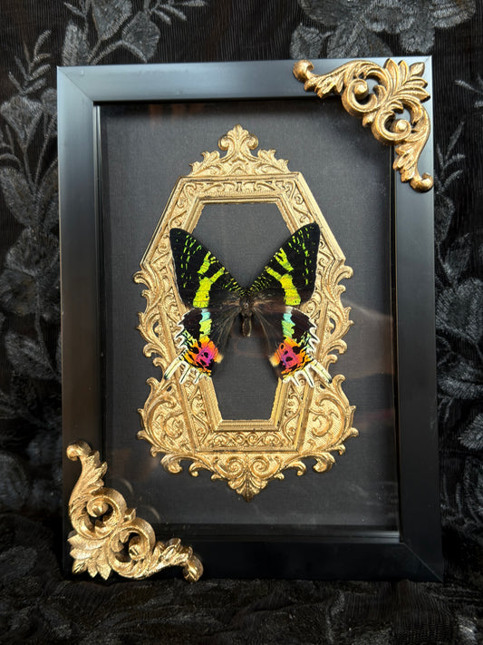 MADAGASCAN SUNSET MOTH - Gold Mother of Hades Moth Frame