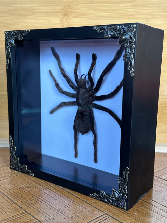 SPECIMEN FRAME - Selenocismia Dolichoplectra Tarantula (L)