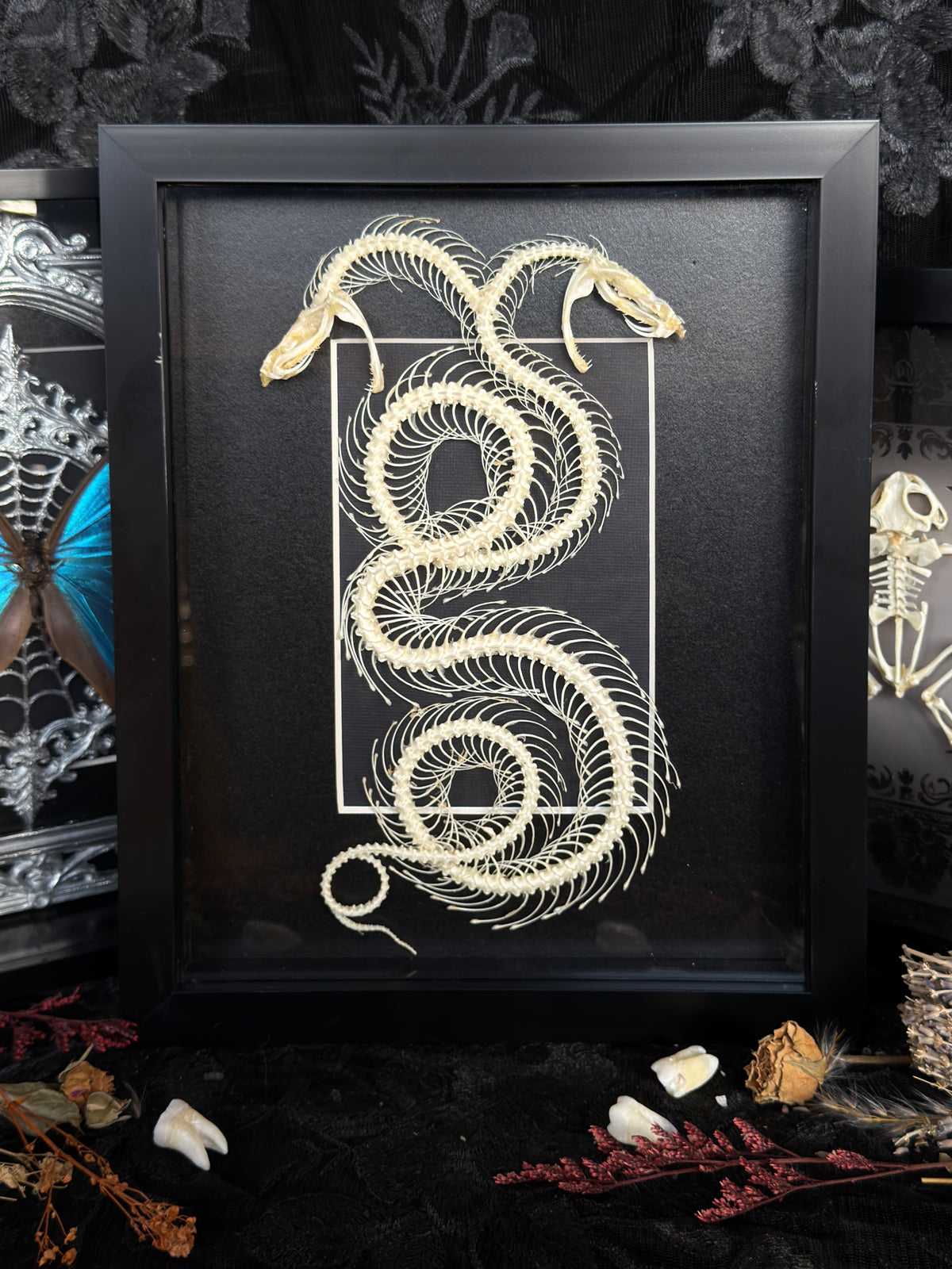 DOUBLE HEADED WHITE LIPPED PIT VIPER - Snake Skeleton Frame