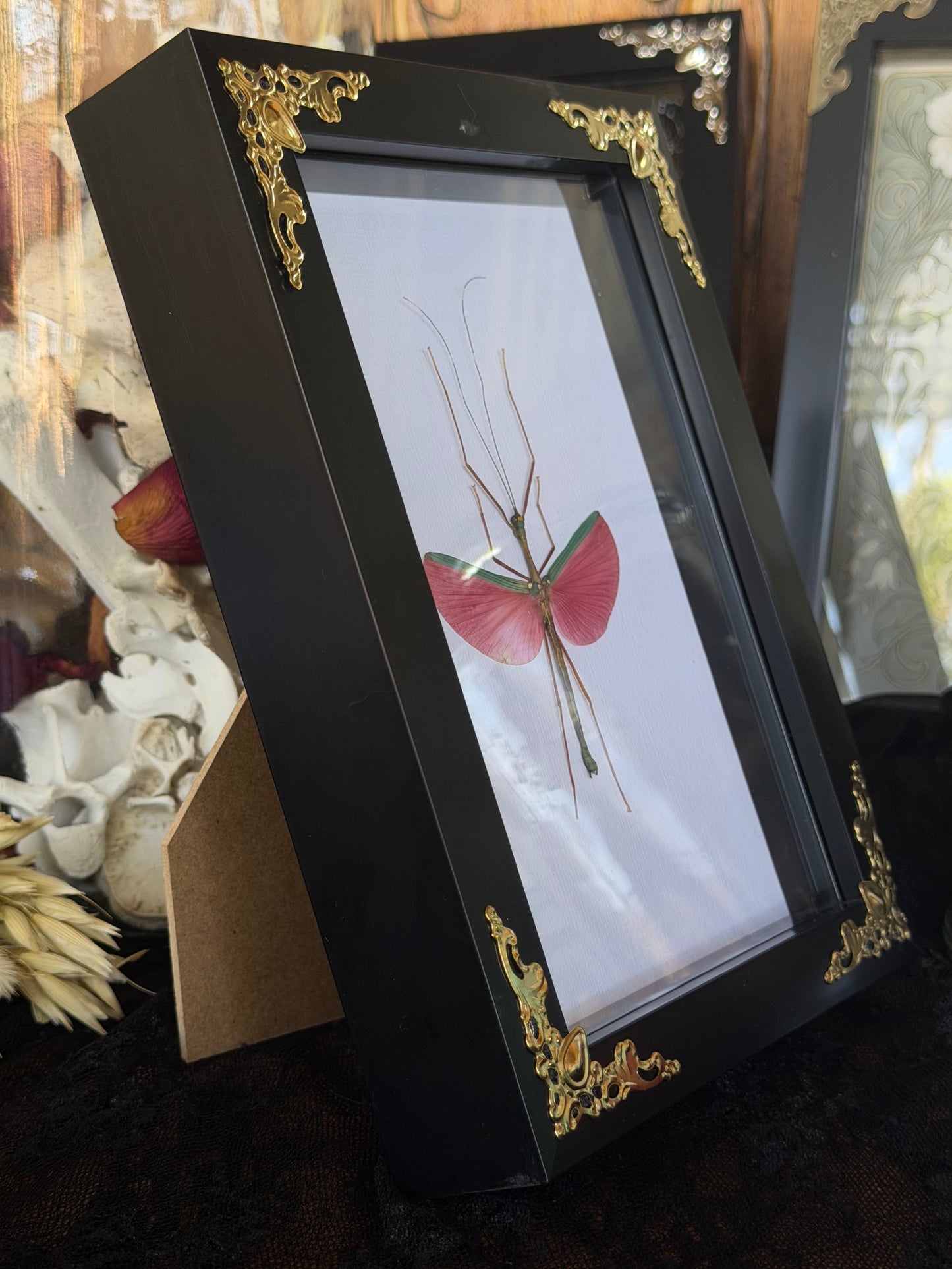 Pink Winged Stick Insect Marmessoidea rosea Framed Specimen