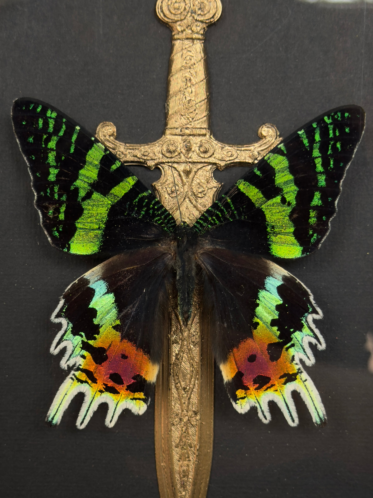 BY THE GOLDEN SWORD - Mother of Hades Butterfly Frame