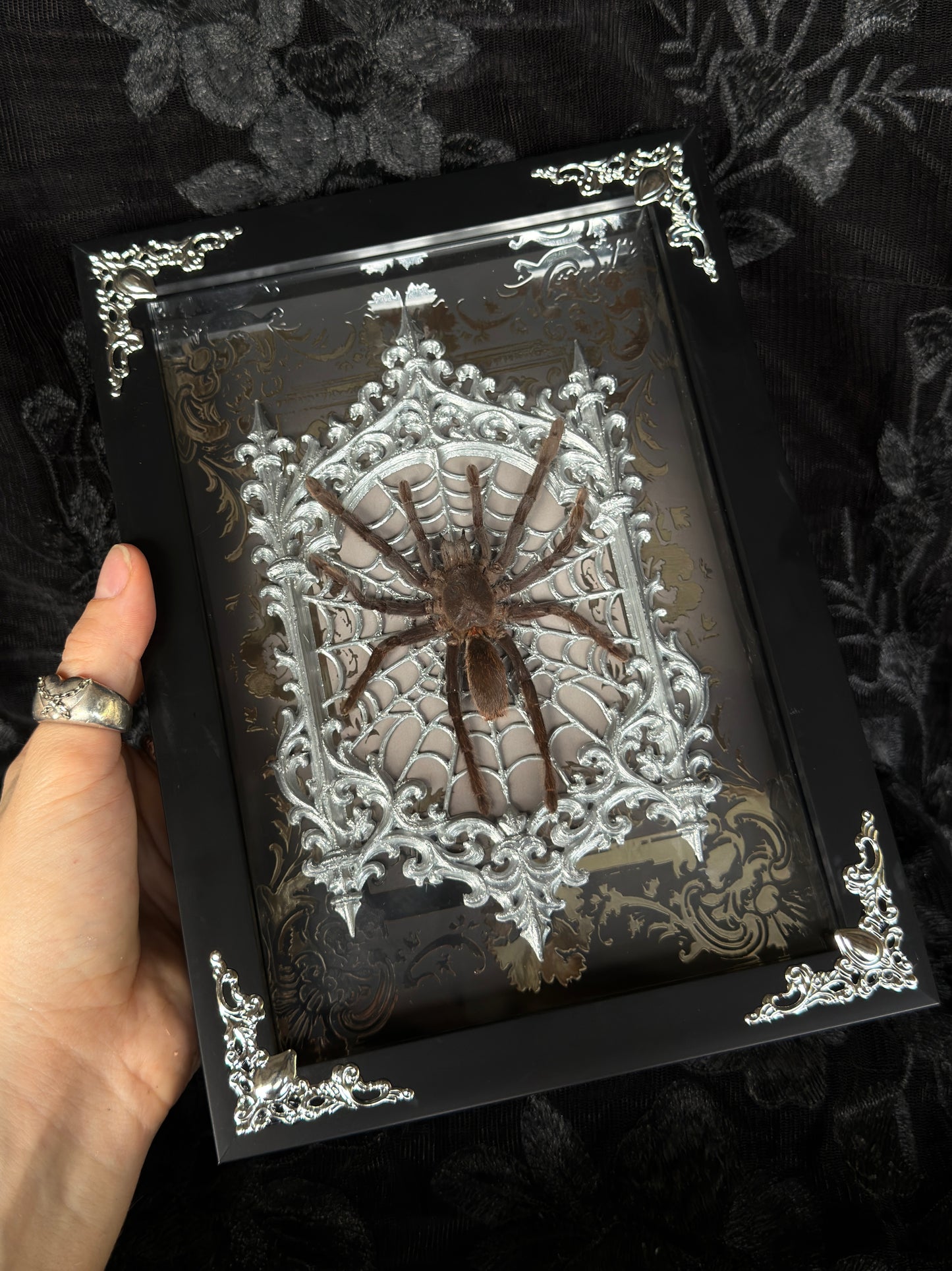 TARANTULA GOTHIC SHADOW BOX