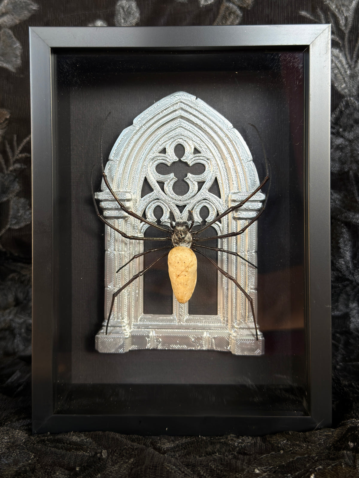 Silver Arch Orb Weaver Spider -  Frames Specimen