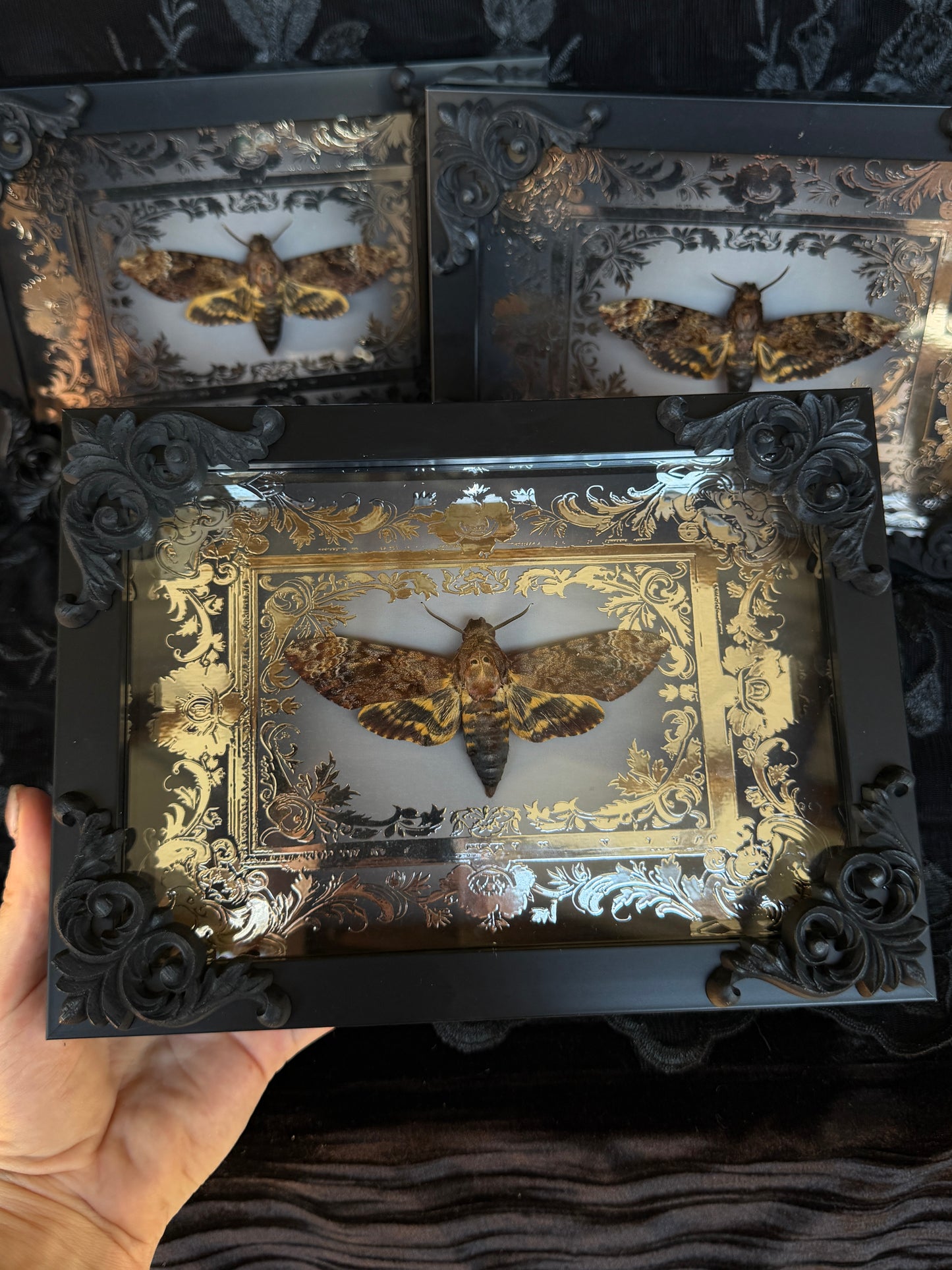 DEATH HEAD MOTH -  Mother of Hades Framed Specimen