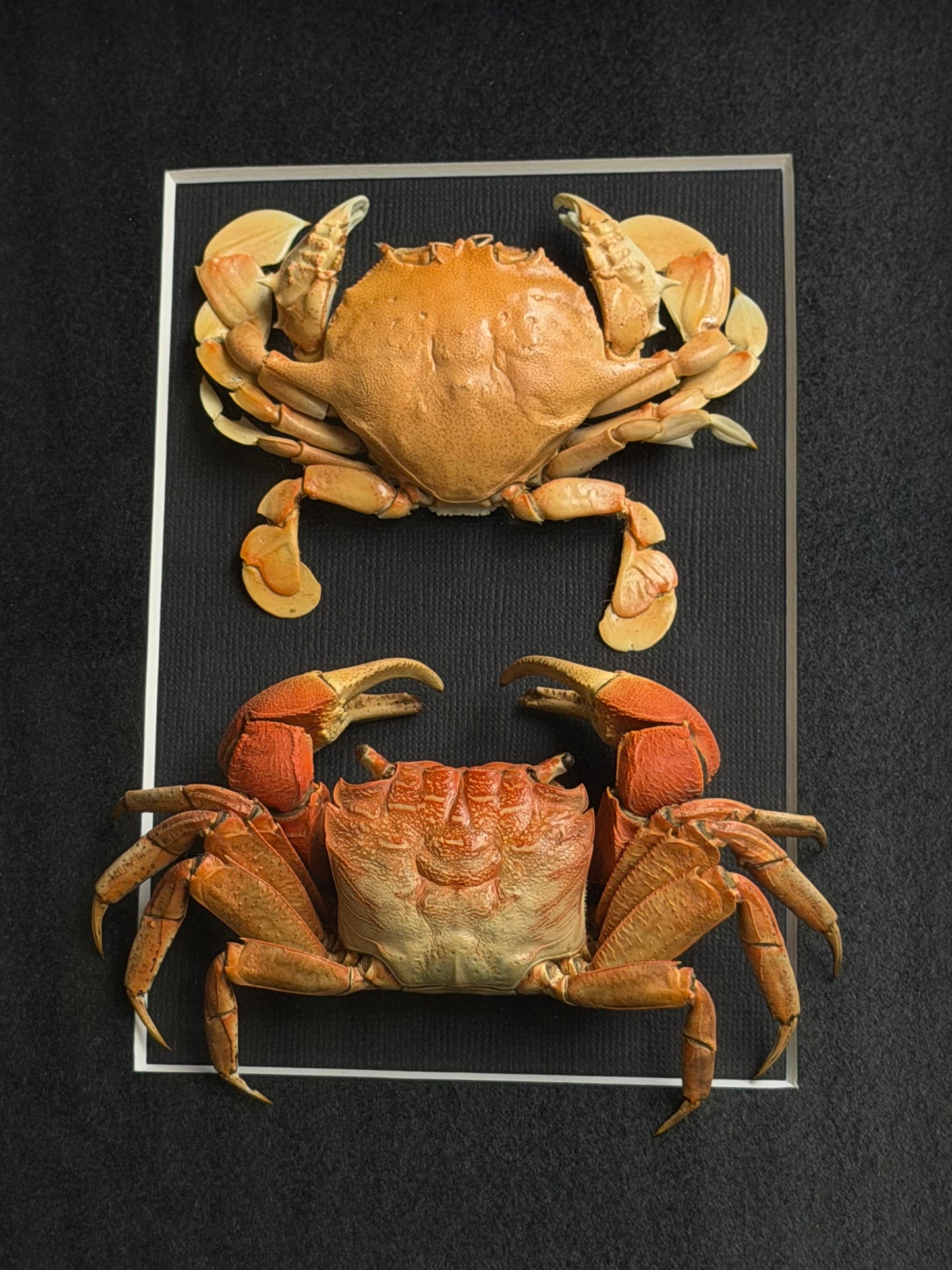 CRAB DUO - Moon crab & Mangrove crab A4 Framed Specimen