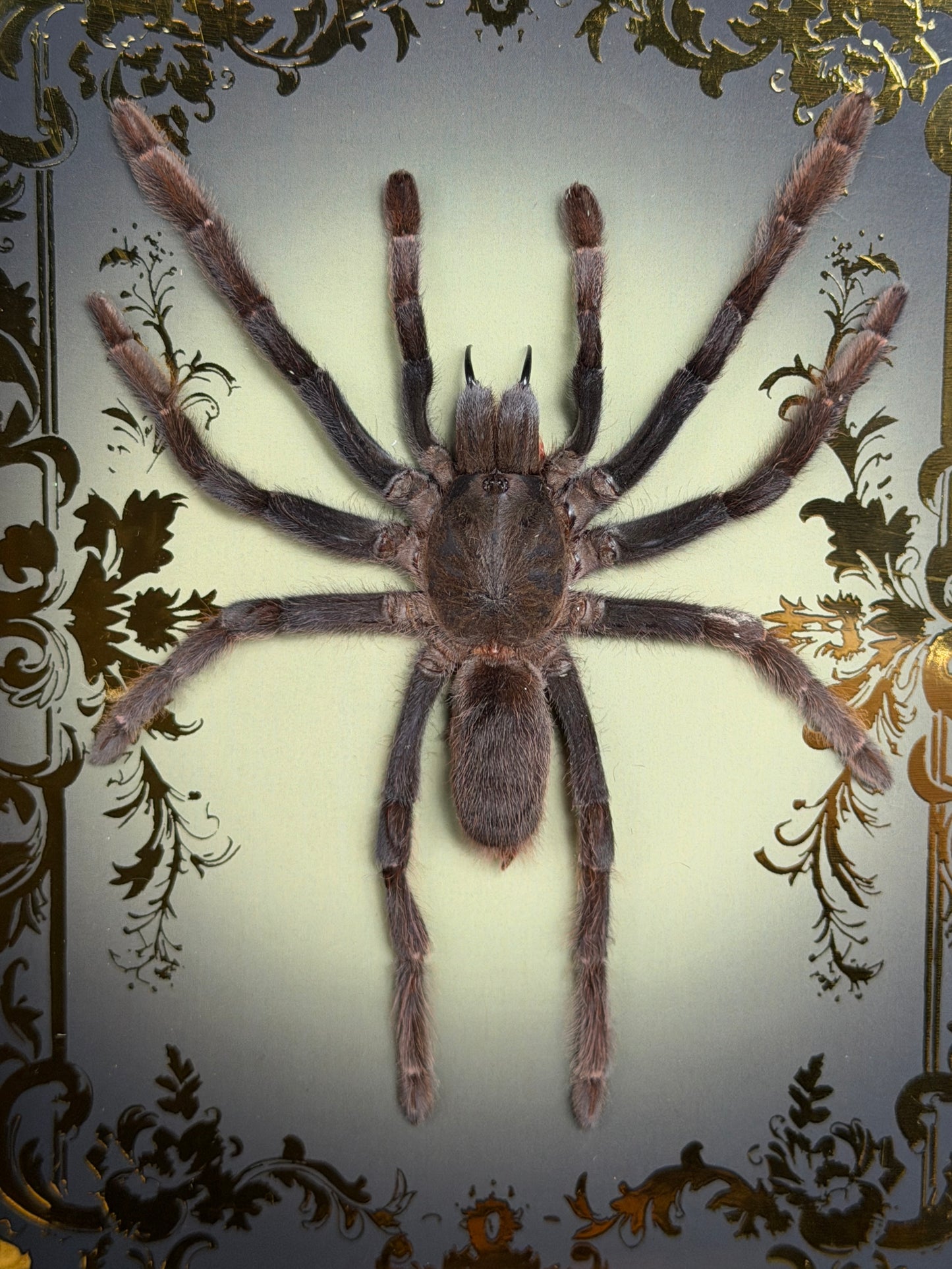 TARANTULA SHADOW BOX