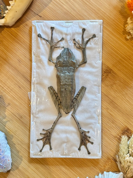 File-Eared Tree Frog- Polypedates otilophus specimen