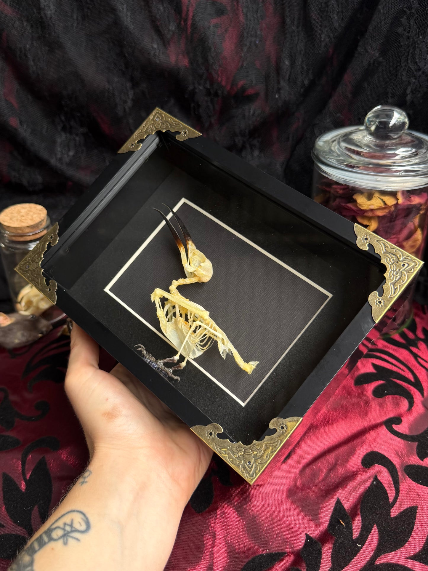 Blue Tailed Bee Eater Bird - Merops Philippines Javanicus Framed Specimen