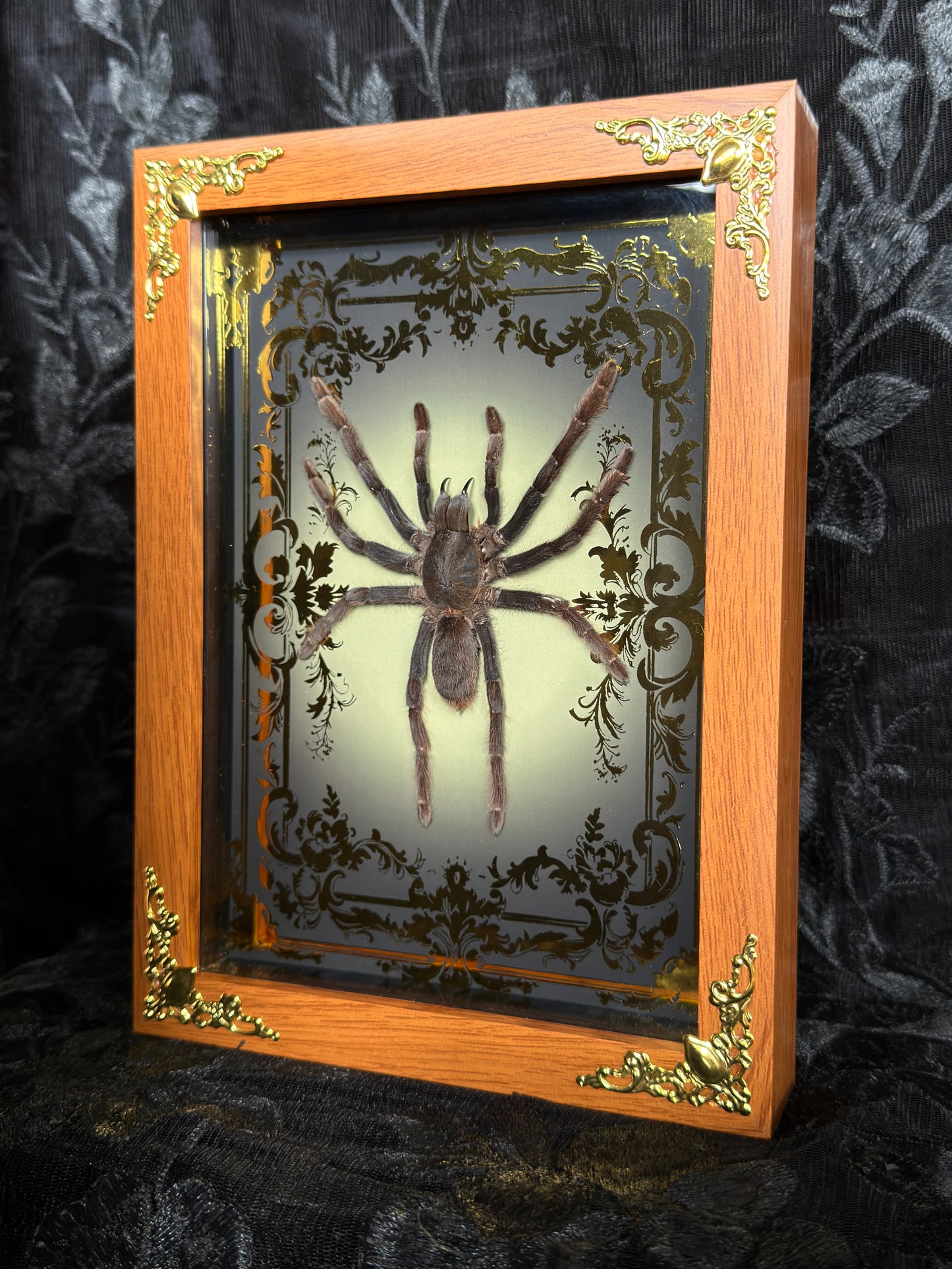 TARANTULA SHADOW BOX