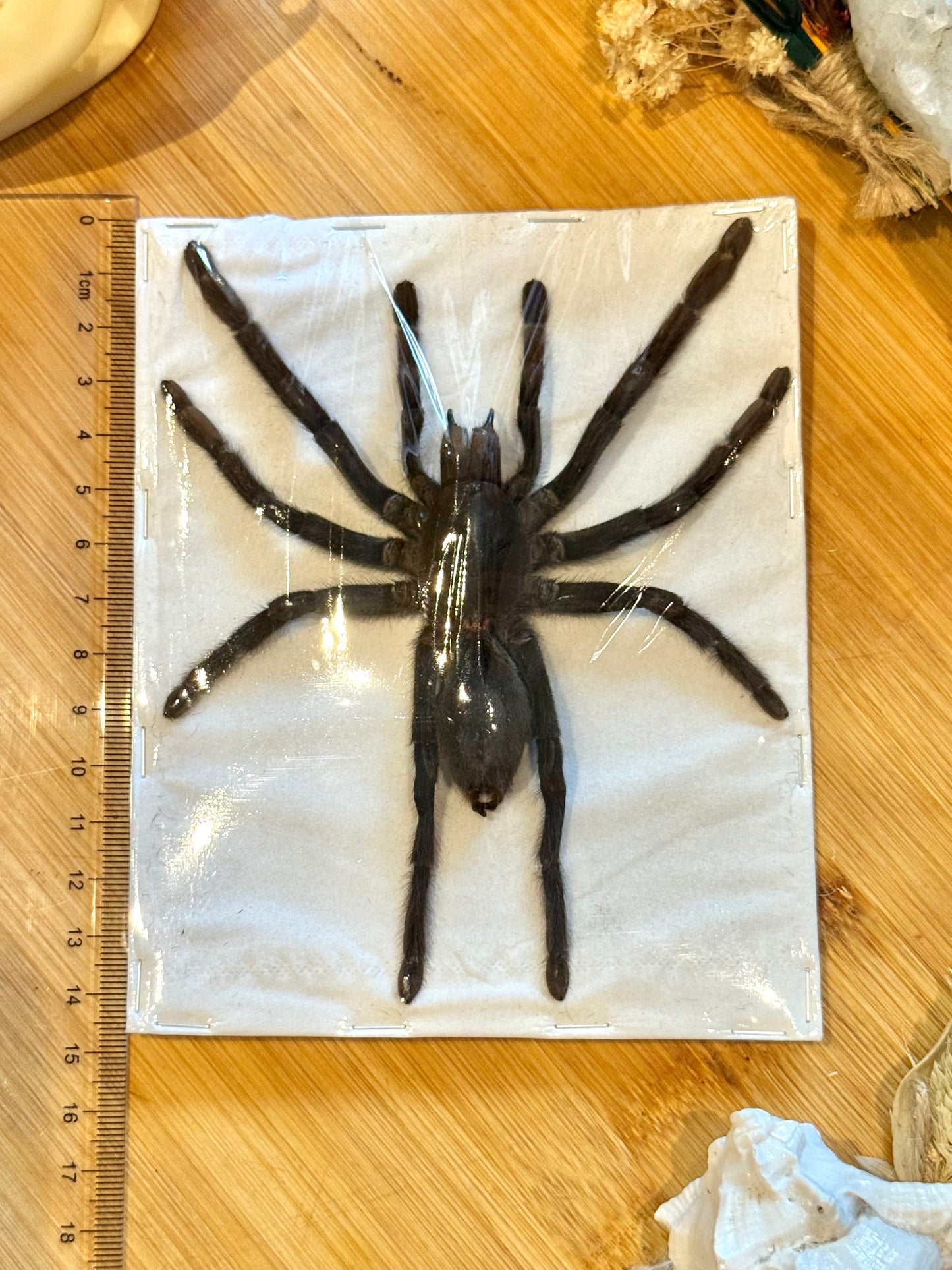 Javan Yellow-kneed Tarantula- Selenocosmia dolichoplectra specimen