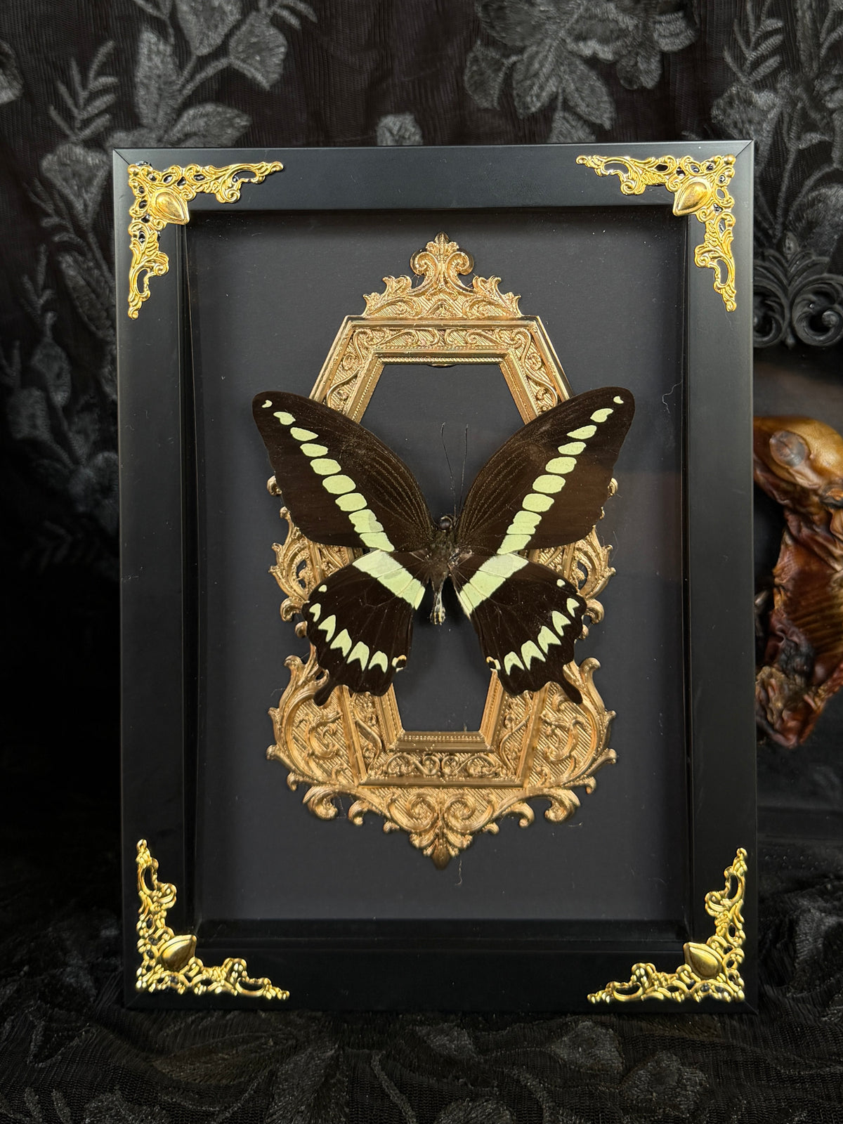 GILDED - Mother of Hades Butterfly Frame