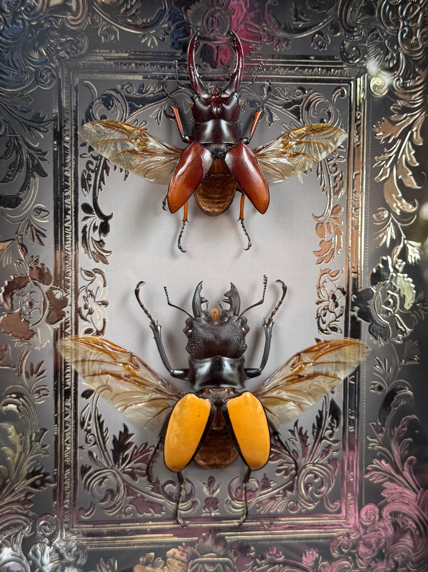 Stag Beetle Duo Framed Specimens (SILVER) - names in description