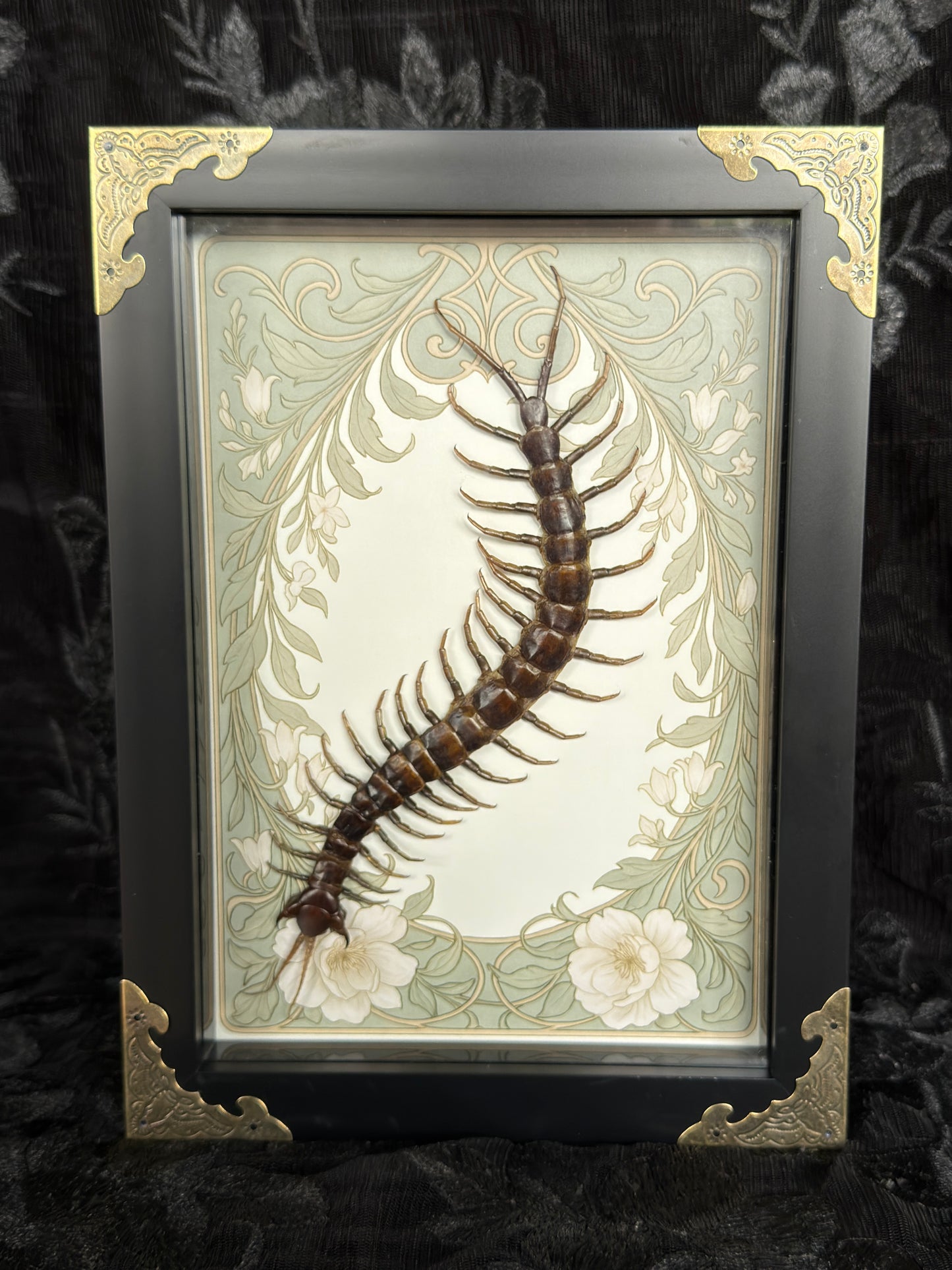CENTIPEDE SHADOW BOX
