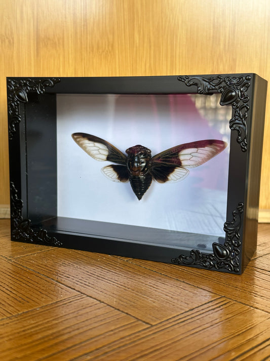 SPECIMEN FRAME - Cryptotympana Aquila Cicada