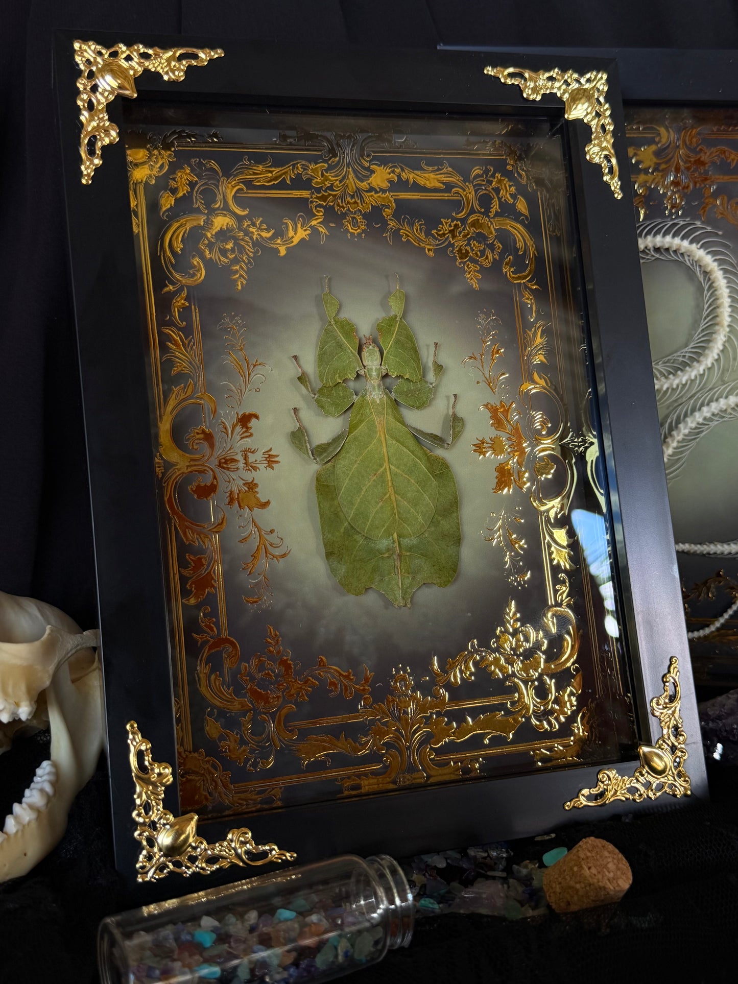 Leaf Bug Pulchriphyllium Pulchrifolium Framed Specimen