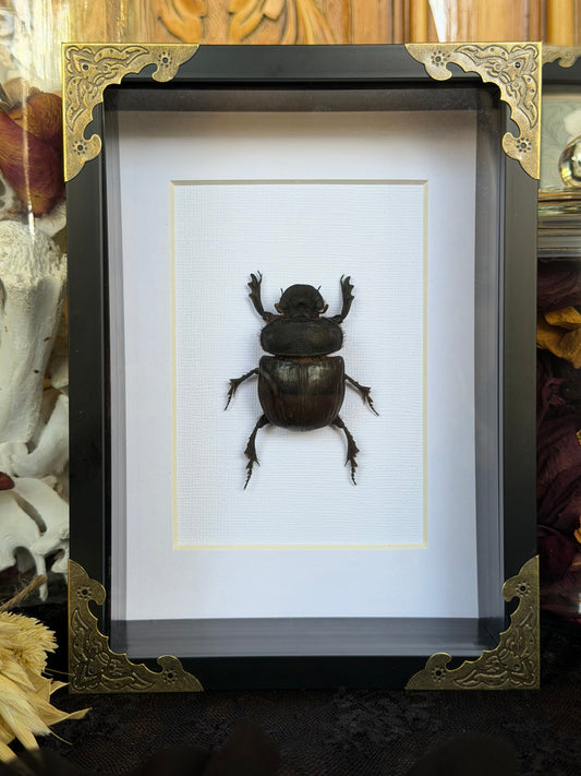 Elephant Dung Beetle Heliocopris bucephalus Framed Specimen