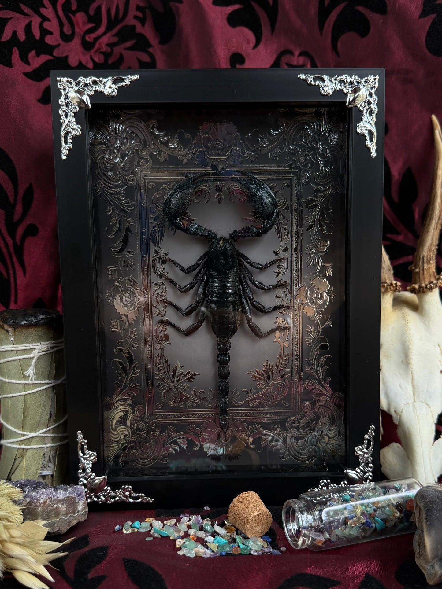 Forest Scorpion - Genus Heterometrus Frames Specimen (SILVER)