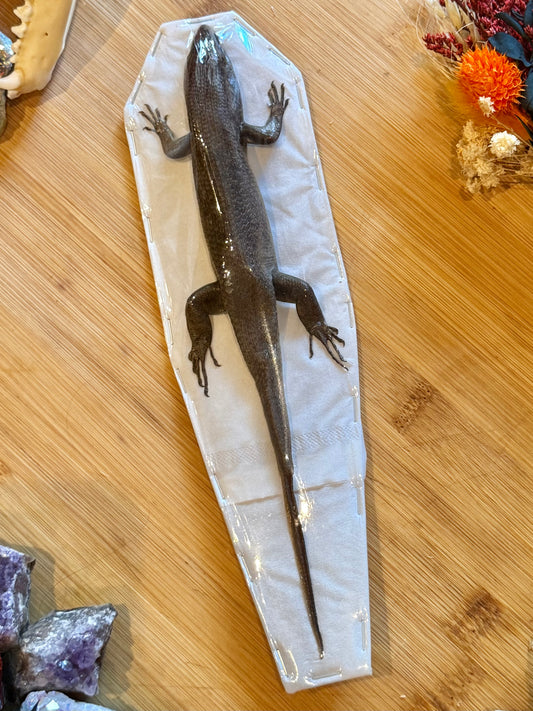 Indian Brown Skink- Eutropis multifasciata specimen