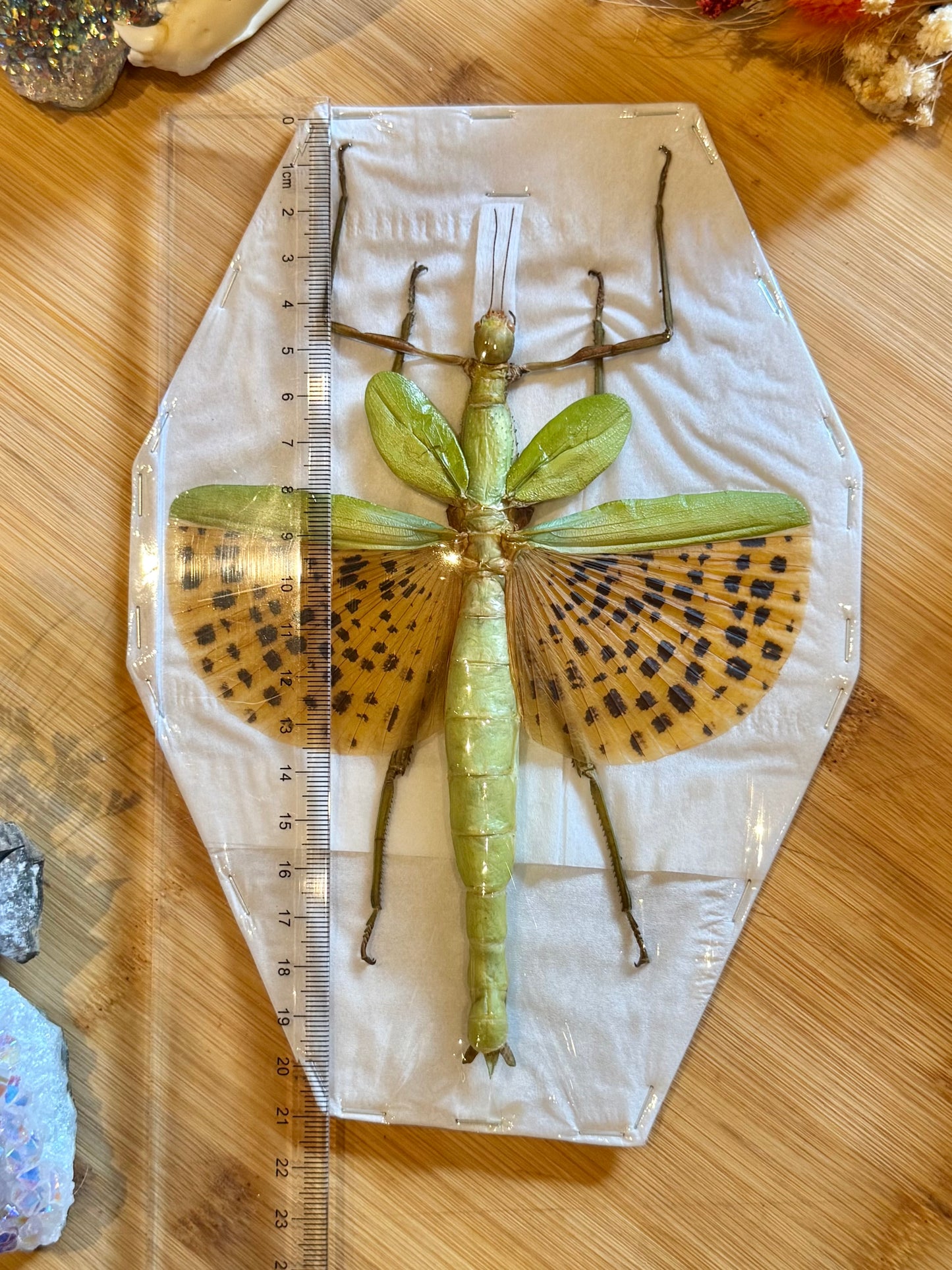 Leopard Stick Insect-Paracyphocrania major specimen