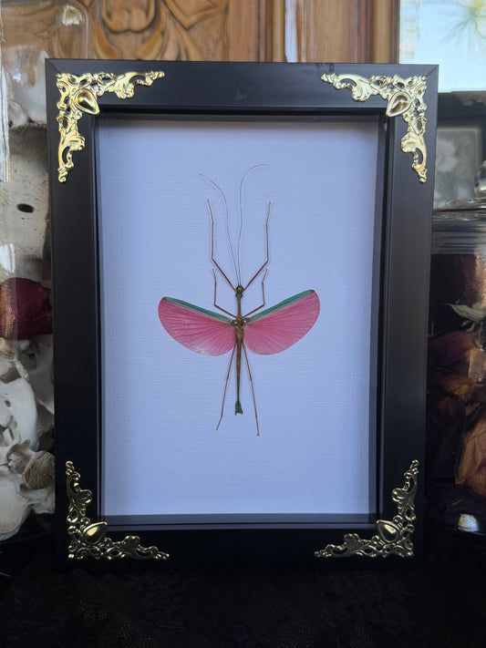 Pink Winged Stick Insect Marmessoidea rosea Framed Specimen