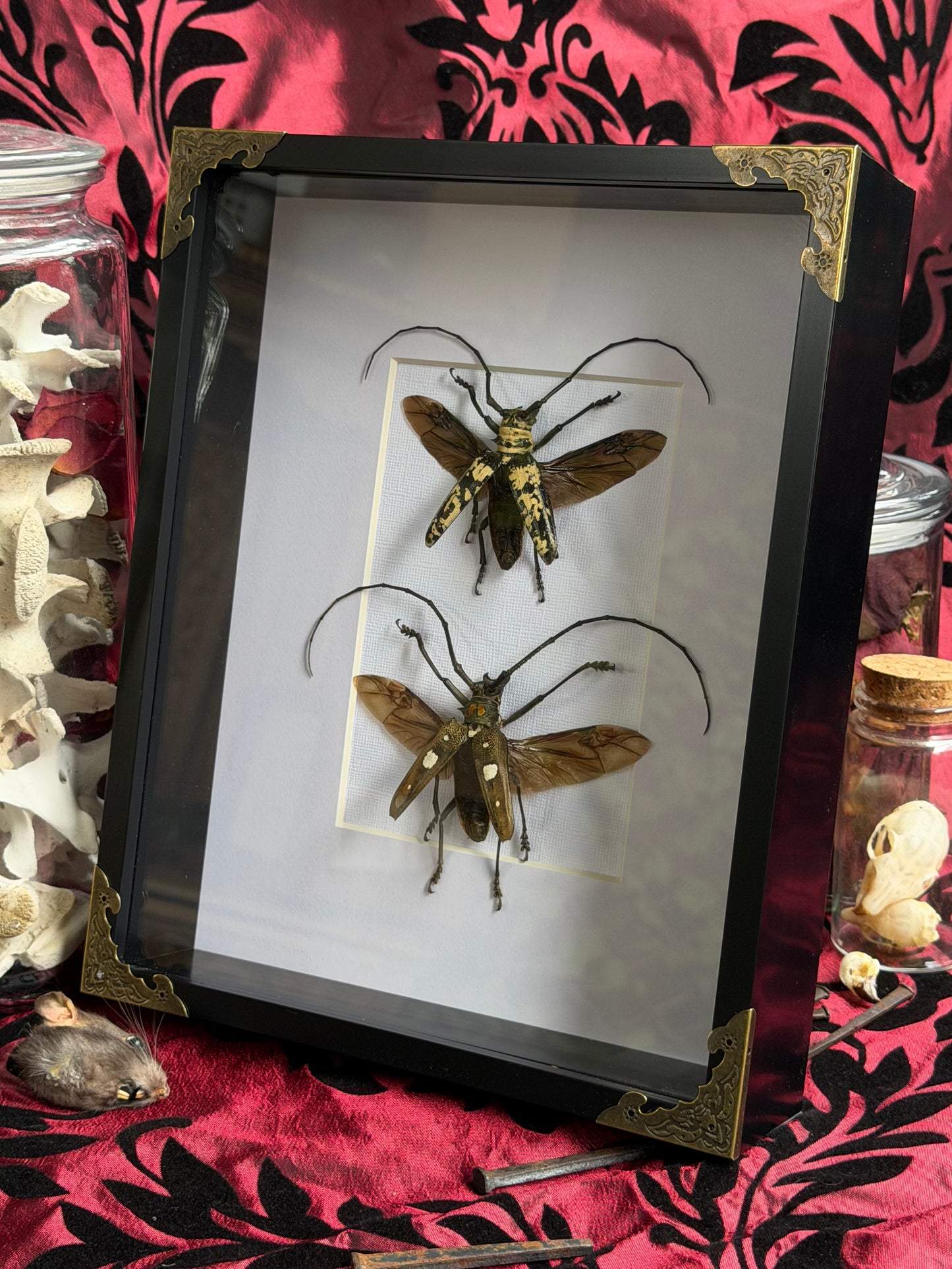 BEETLE DUO - Doesburgia Celebiana & Batocera celebiana A4 Frames Specimen