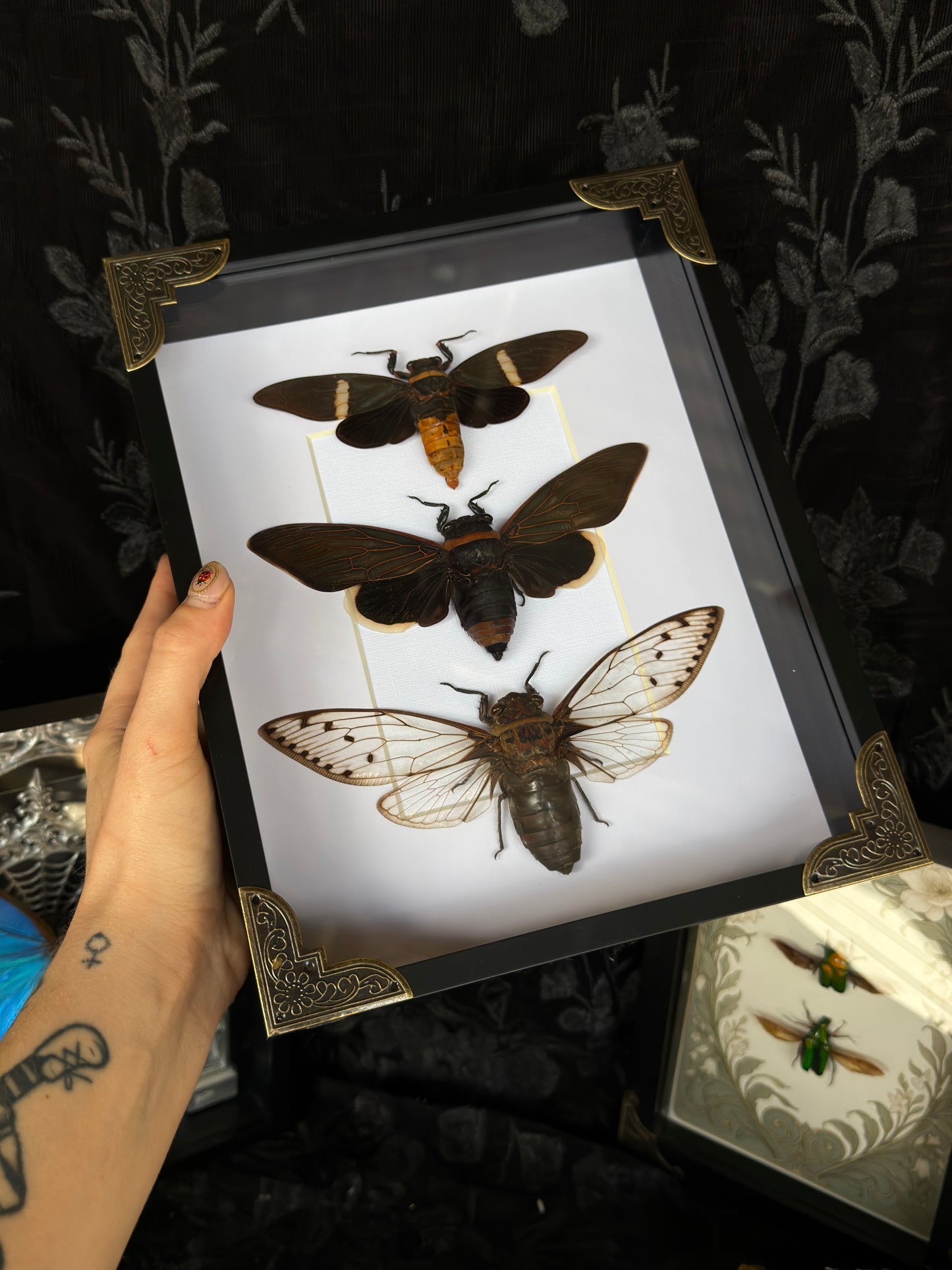 CICADA TRIO - A4 Deep Set Specimen Frame