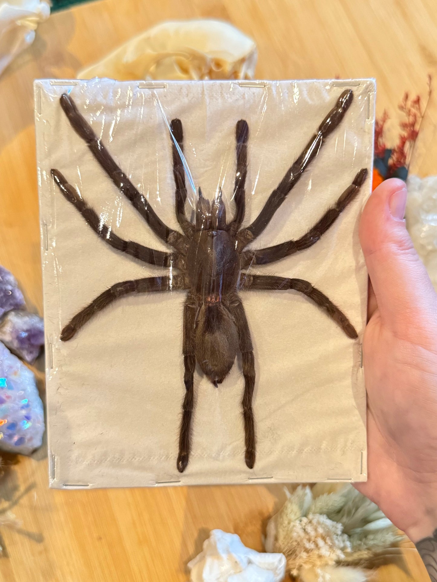 Javan Yellow-kneed Tarantula- Selenocosmia dolichoplectra specimen