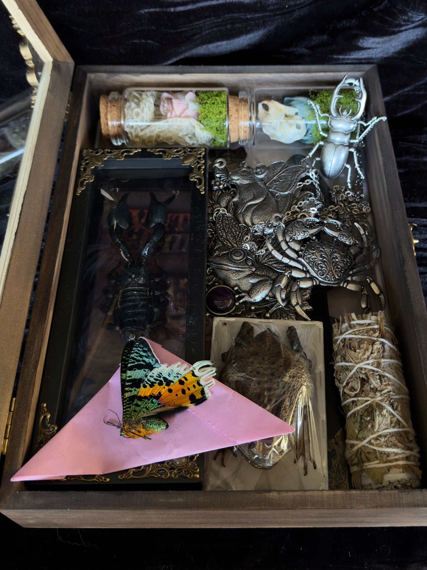 CURIOUS CRITTER VAULT - Mother Of Hades Oddities & Accessories Box