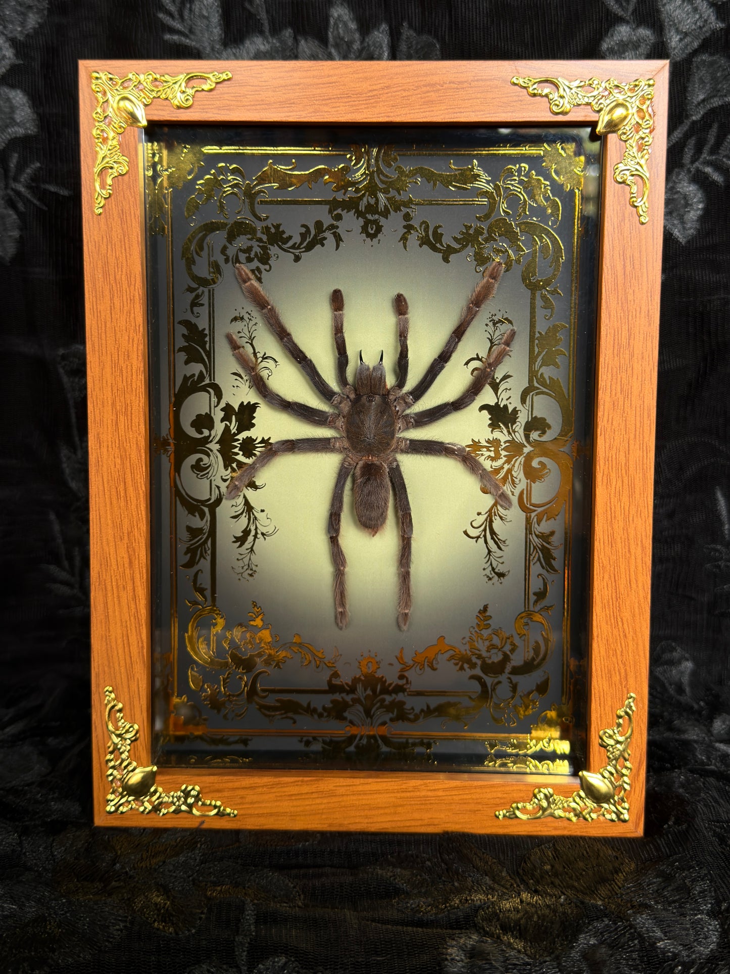 TARANTULA SHADOW BOX