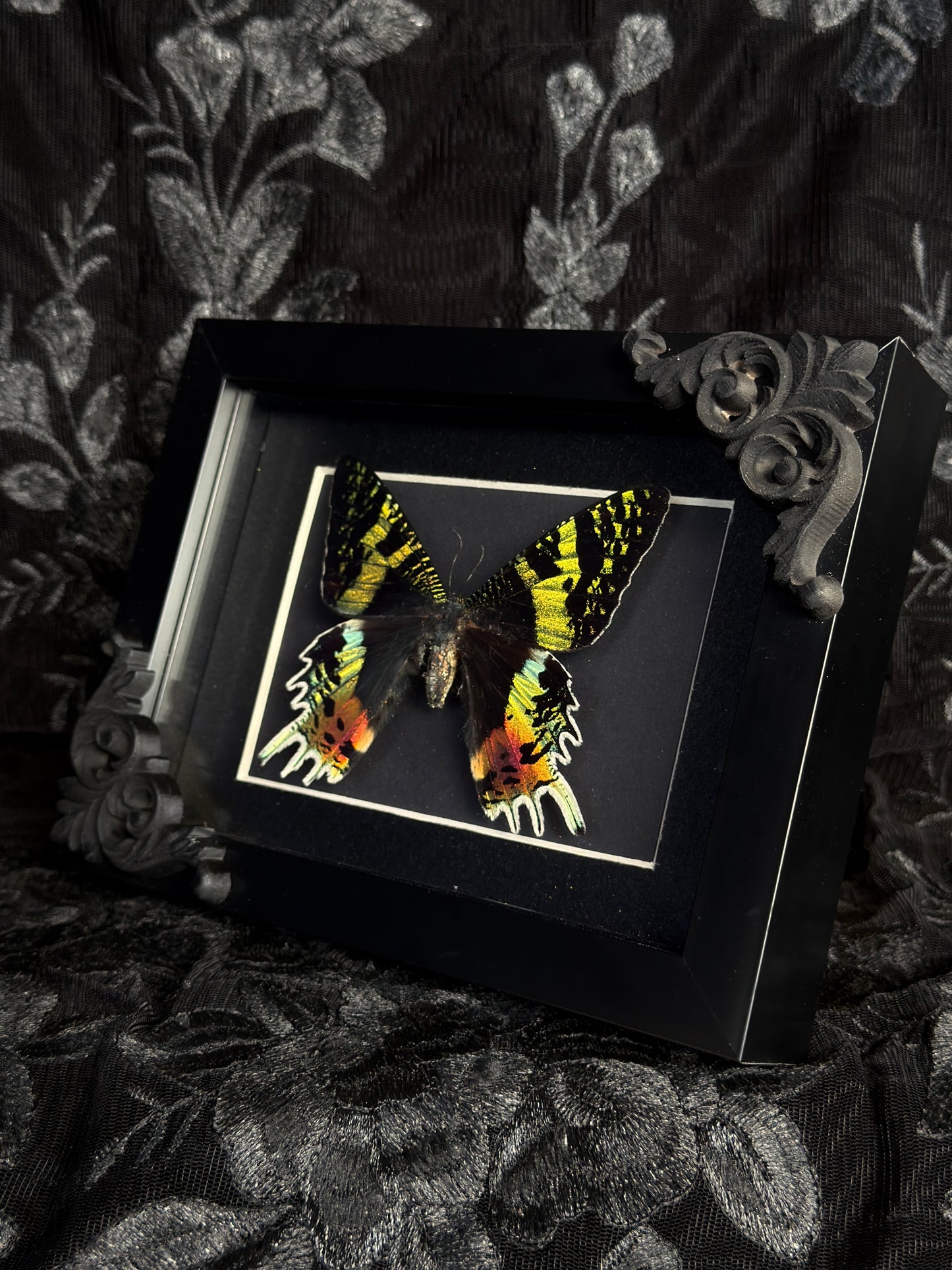 MADAGASCAN SUNSET MOTH- Mother of Hades Moth Frame