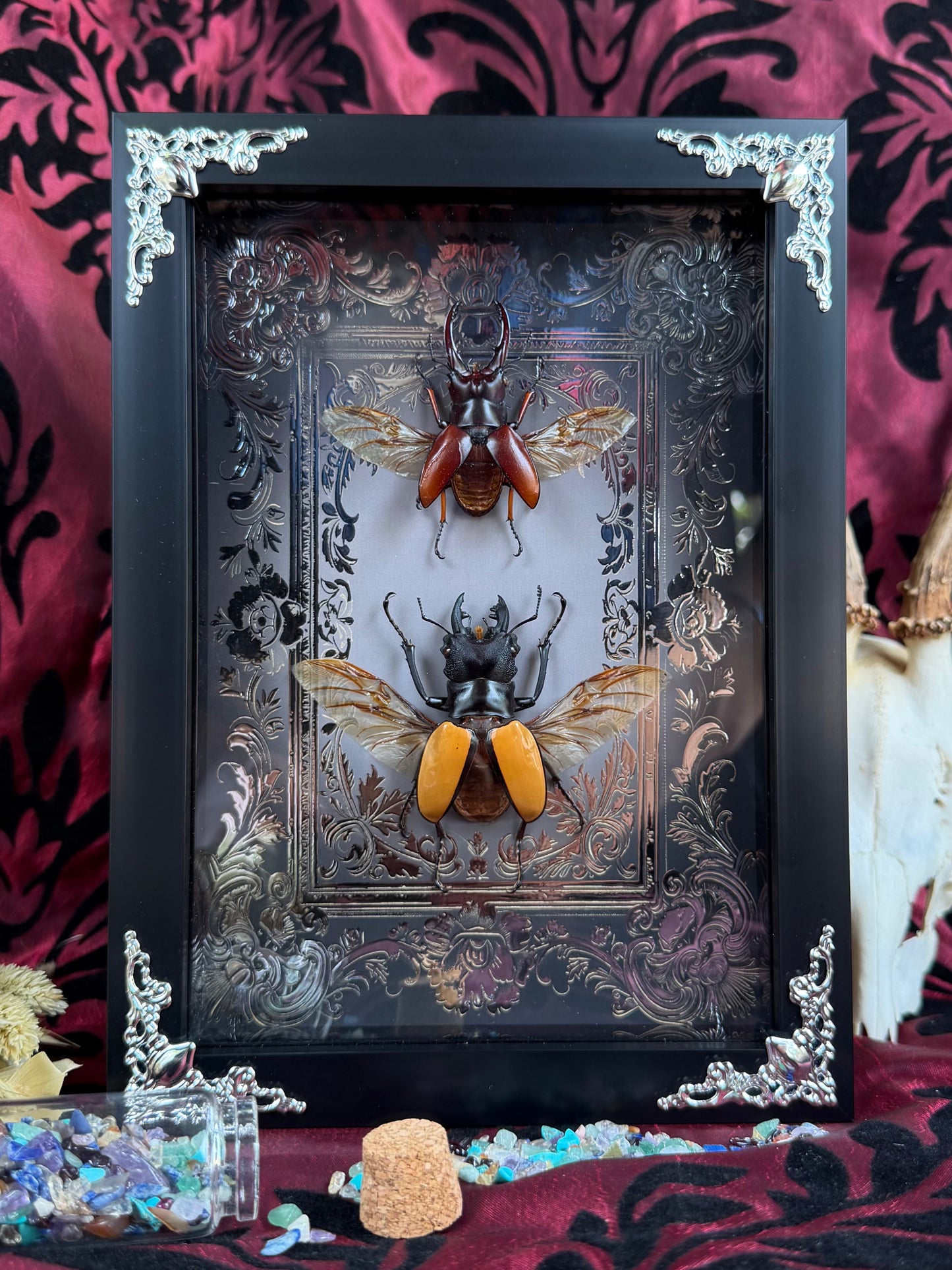 Stag Beetle Duo Framed Specimens (SILVER) - names in description