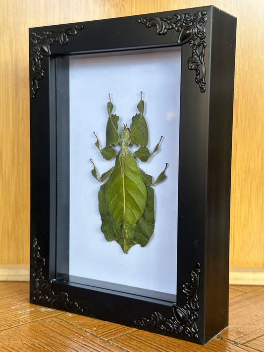 SPECIMEN FRAME - Indonesian Leaf Insect
