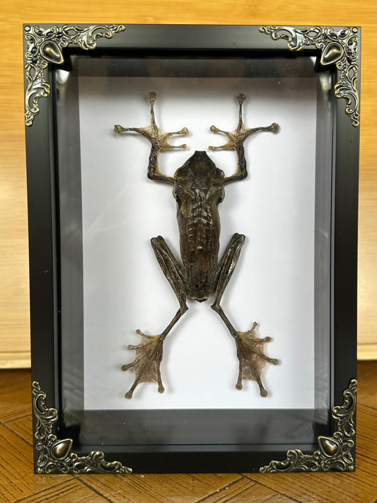 SPECIMEN FRAME - Frog Polypedates Leucomystax (F)