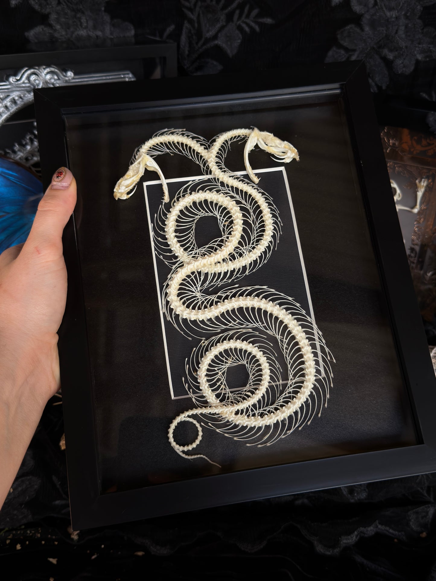DOUBLE HEADED WHITE LIPPED PIT VIPER - Snake Skeleton Frame