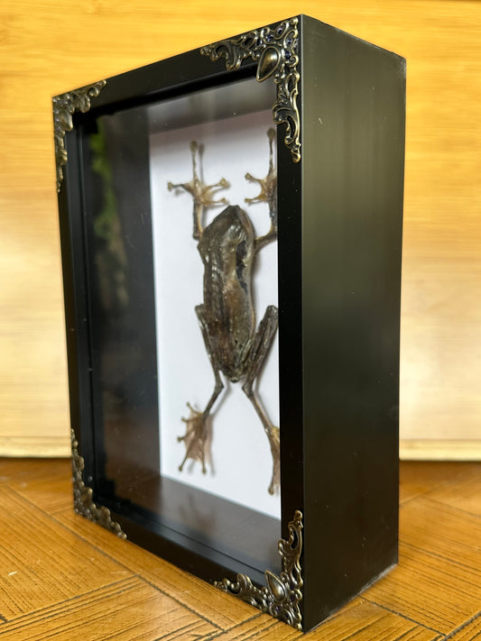 SPECIMEN FRAME - Frog Polypedates Leucomystax (F)