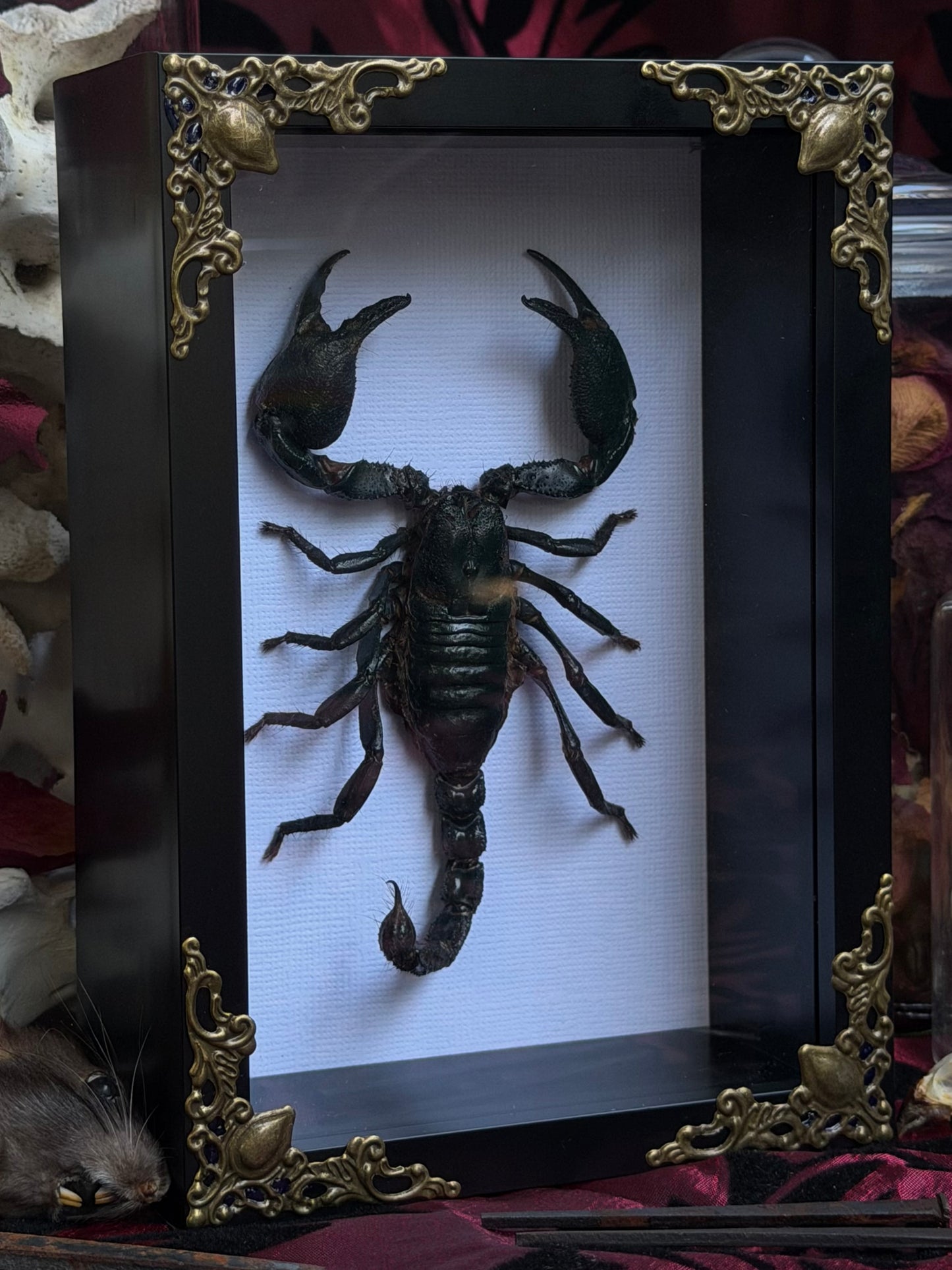 Forest Scorpion - Genus Heterometrus Frames Specimen