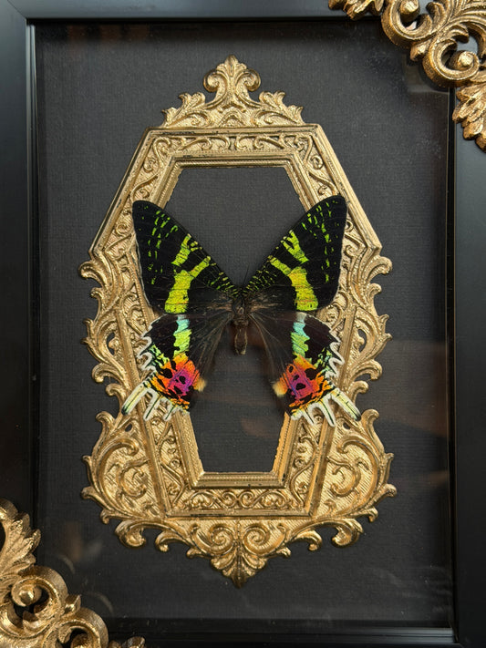 MADAGASCAN SUNSET MOTH - Gold Mother of Hades Moth Frame