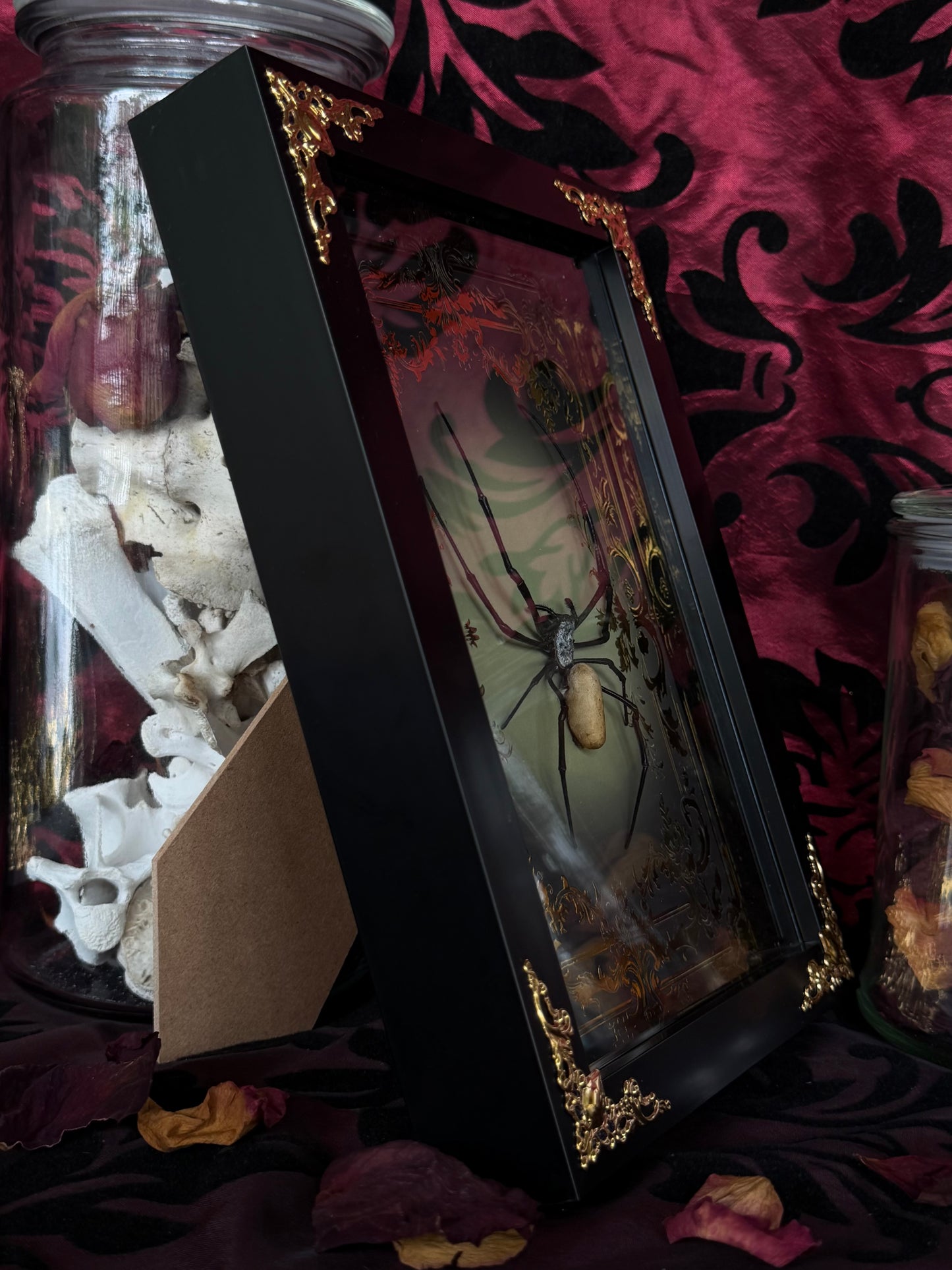 Orb Weaver Spider Nephila vitiana Frames Specimen