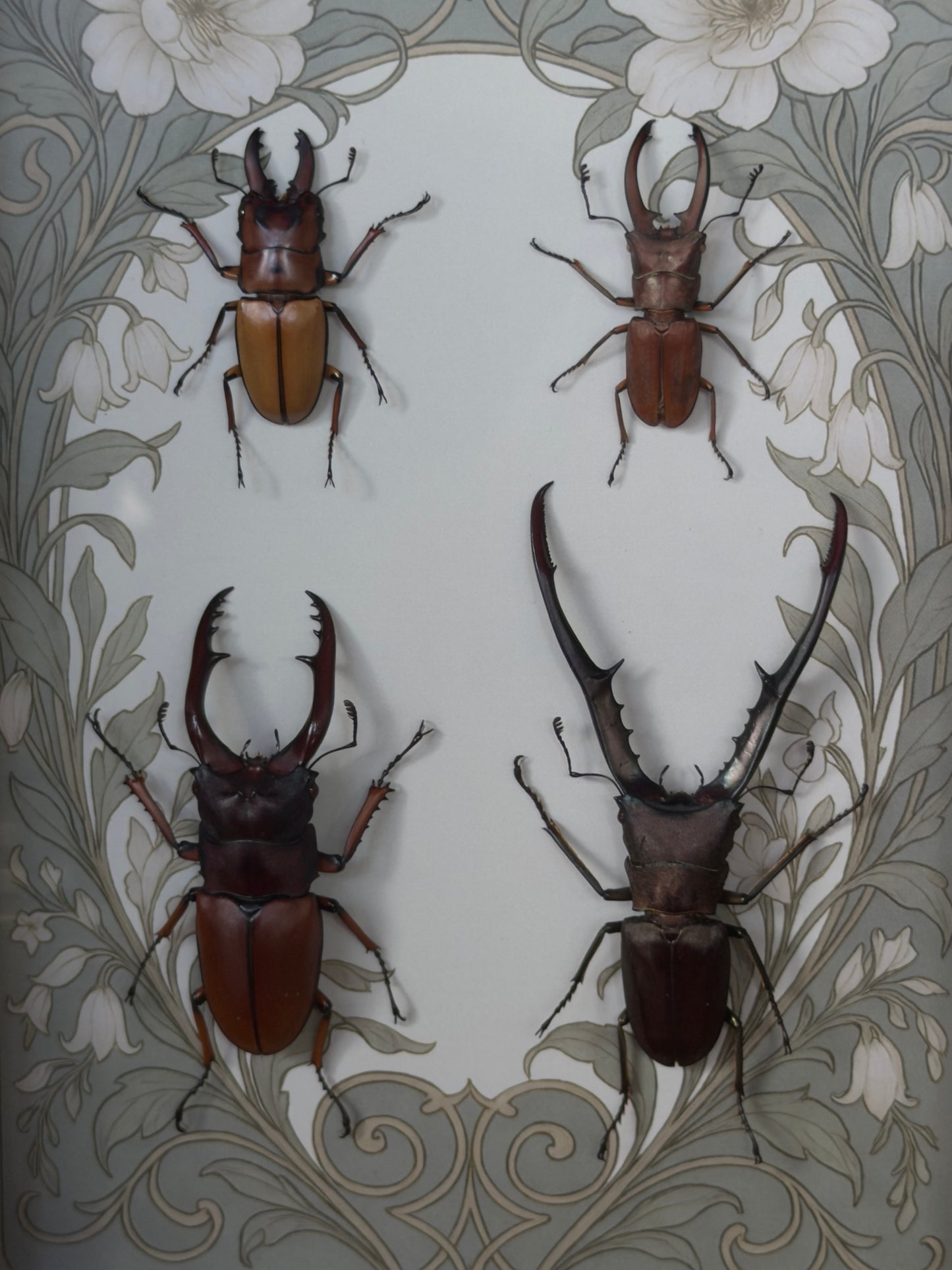 BEETLE QUAD framed specimens - name in description