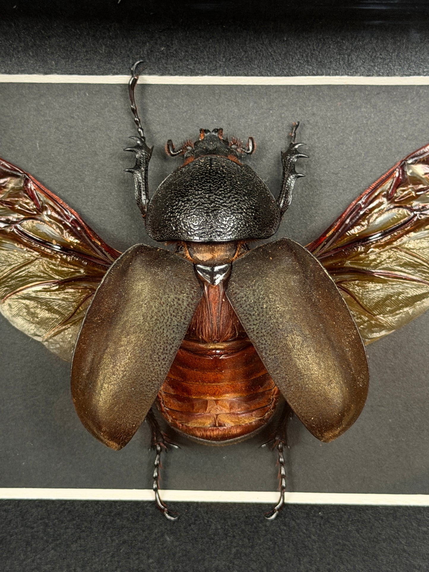 RHINO BEETLE F SHADOW BOX* Broken Leg