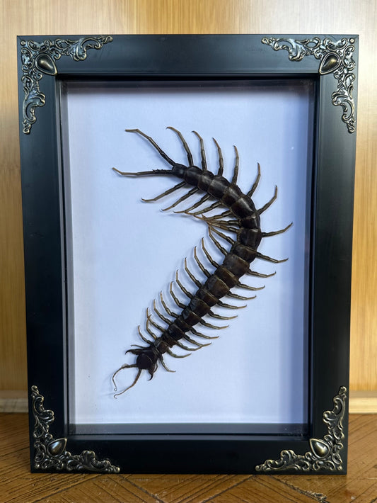 SPECIMEN FRAME - Scolipendra Piceoflava Centipede